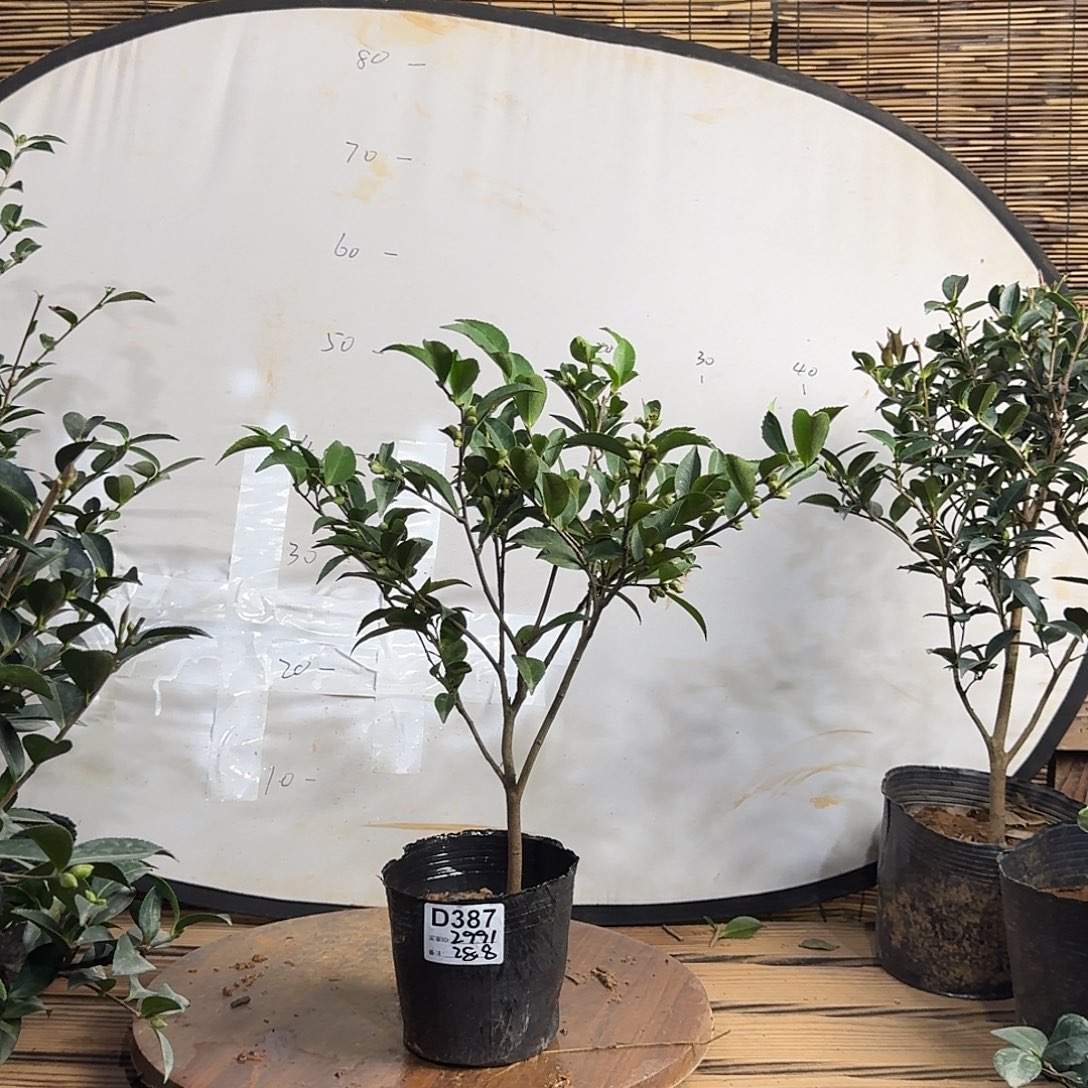 全部花朵387紫丁香28.8