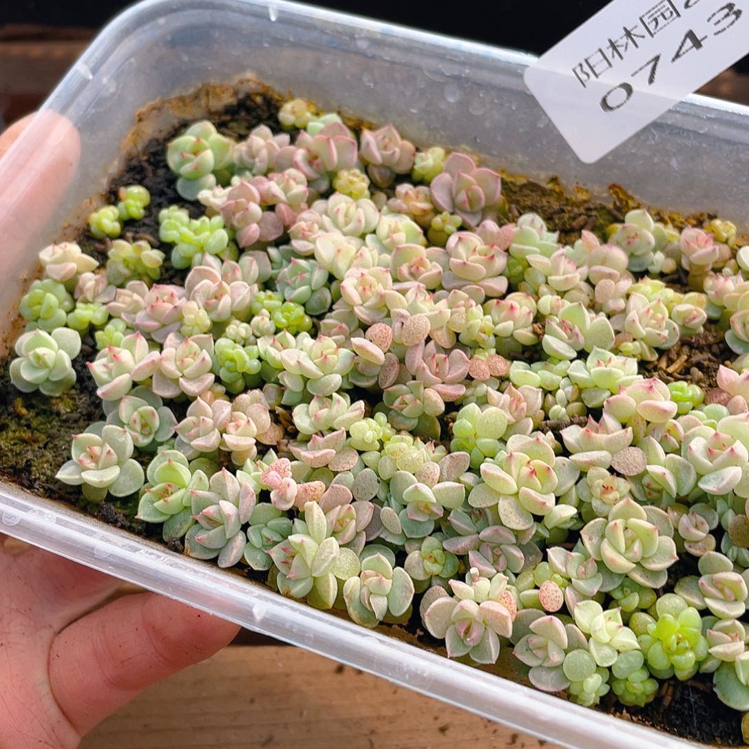 多肉植物多肉植物743