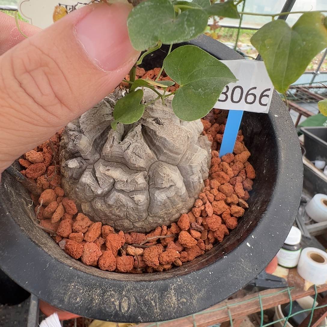 多肉植物专拍 一物一拍8066