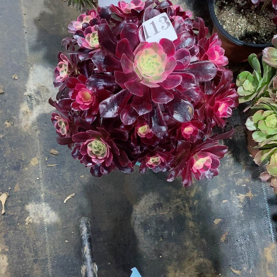 坚*美杜莎113多肉法师植物