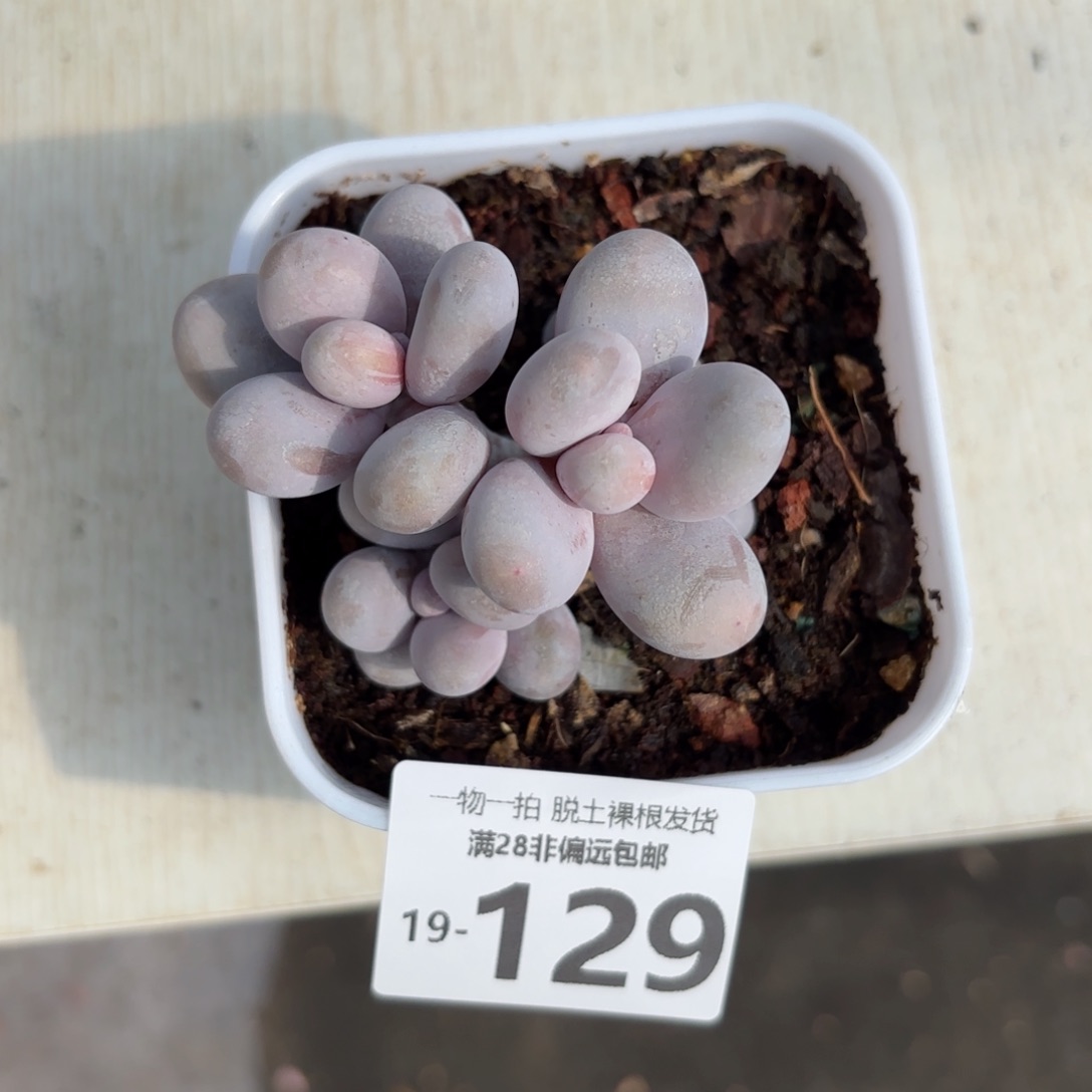 奶酪老桩多肉多肉