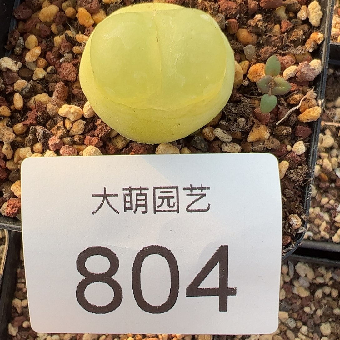 嫣***哎一物一拍脱土发。 804