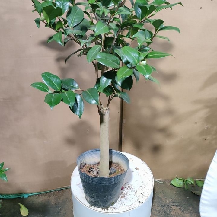 366三品，原盆原土发货，不包邮