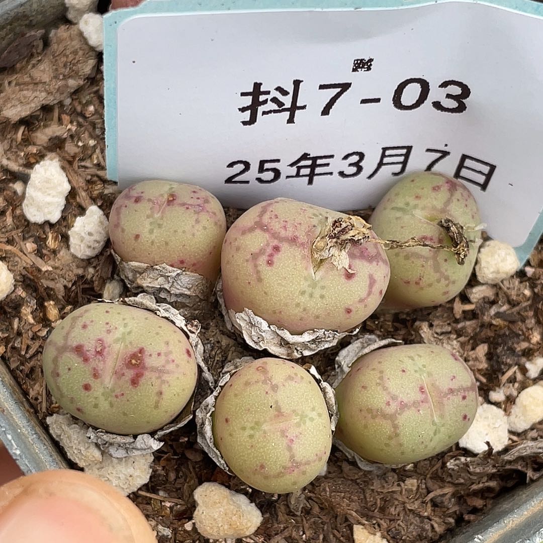 7-3猴多肉植物肉锥