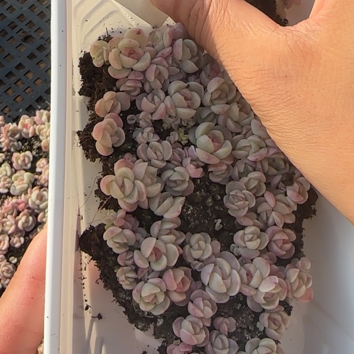 17王者系列种tt01 播苗一盒