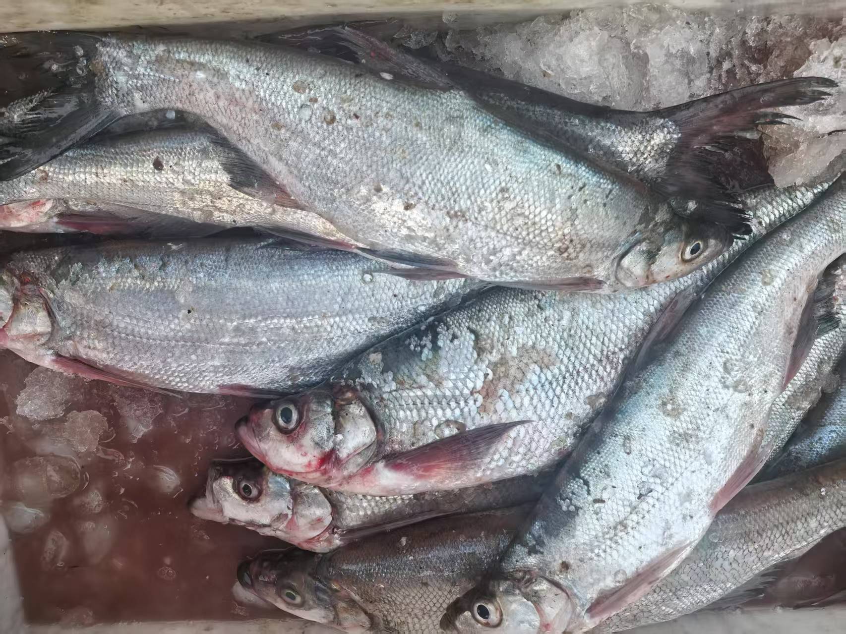 兴凯湖鲜湖鱼航空改价链接