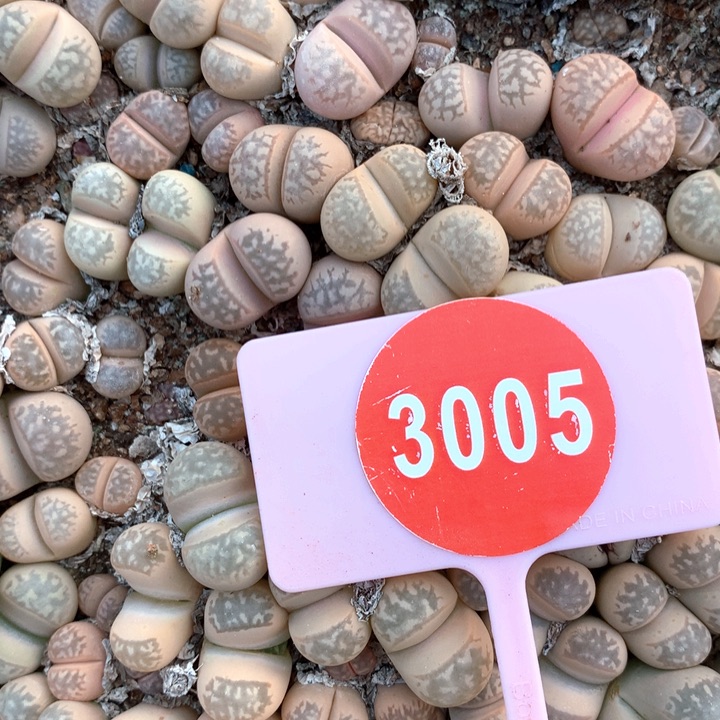 生石花母本非常好看