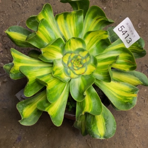 暴君多肉植物5413