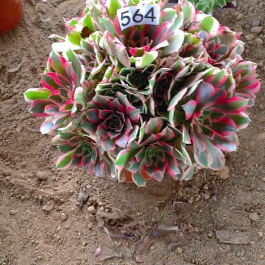 无花朵564多肉植物男神