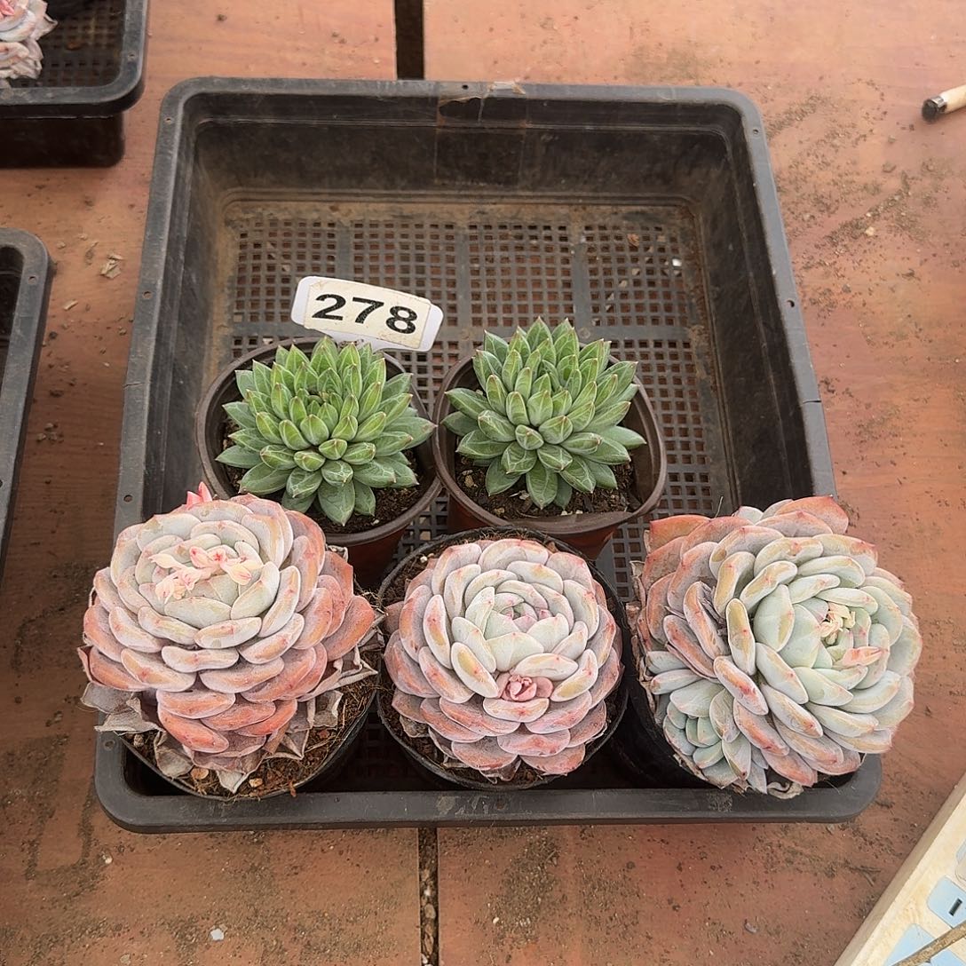 278同款3橙子2青花瓷