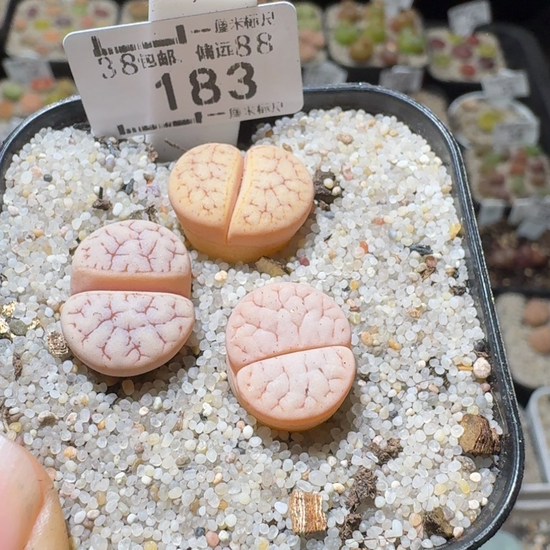 Sss便宜清货啦183