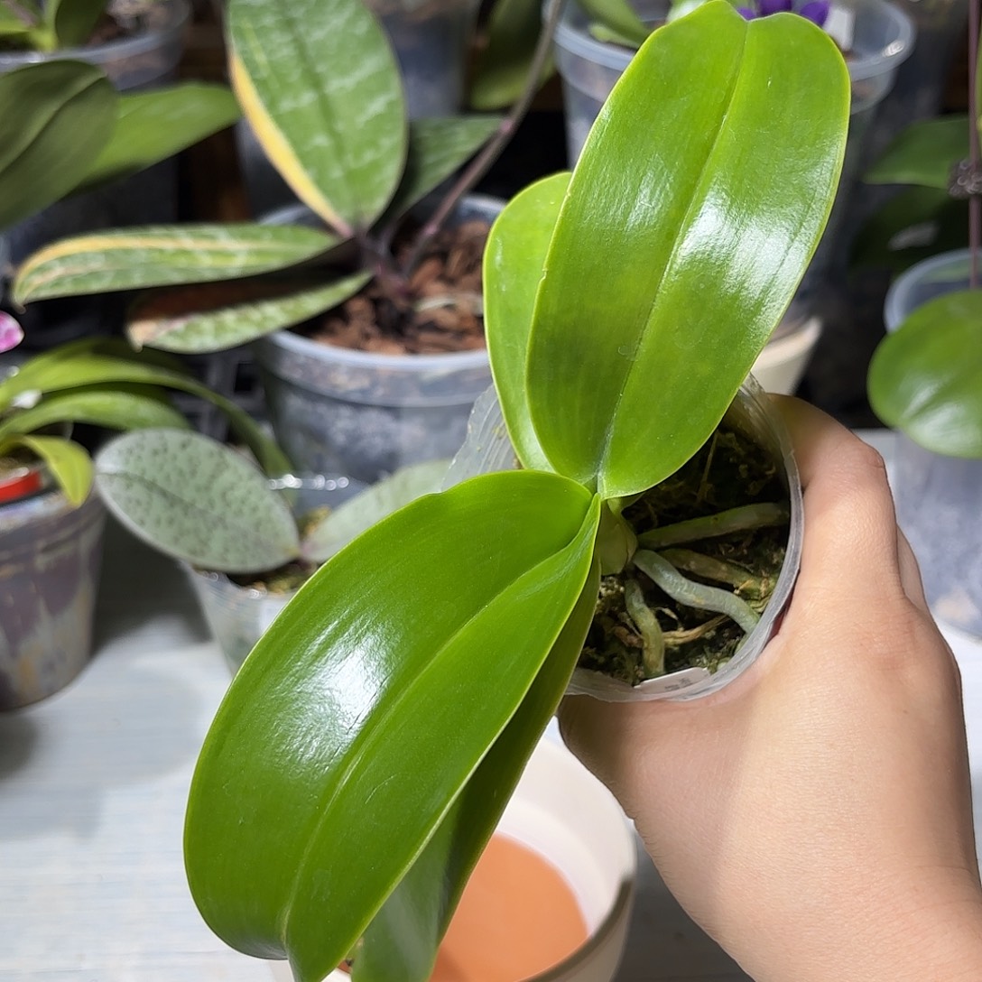 1***1当前无花栽培后可以开花蓝交红会出白