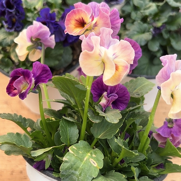 红陶抖音直播闪拍207