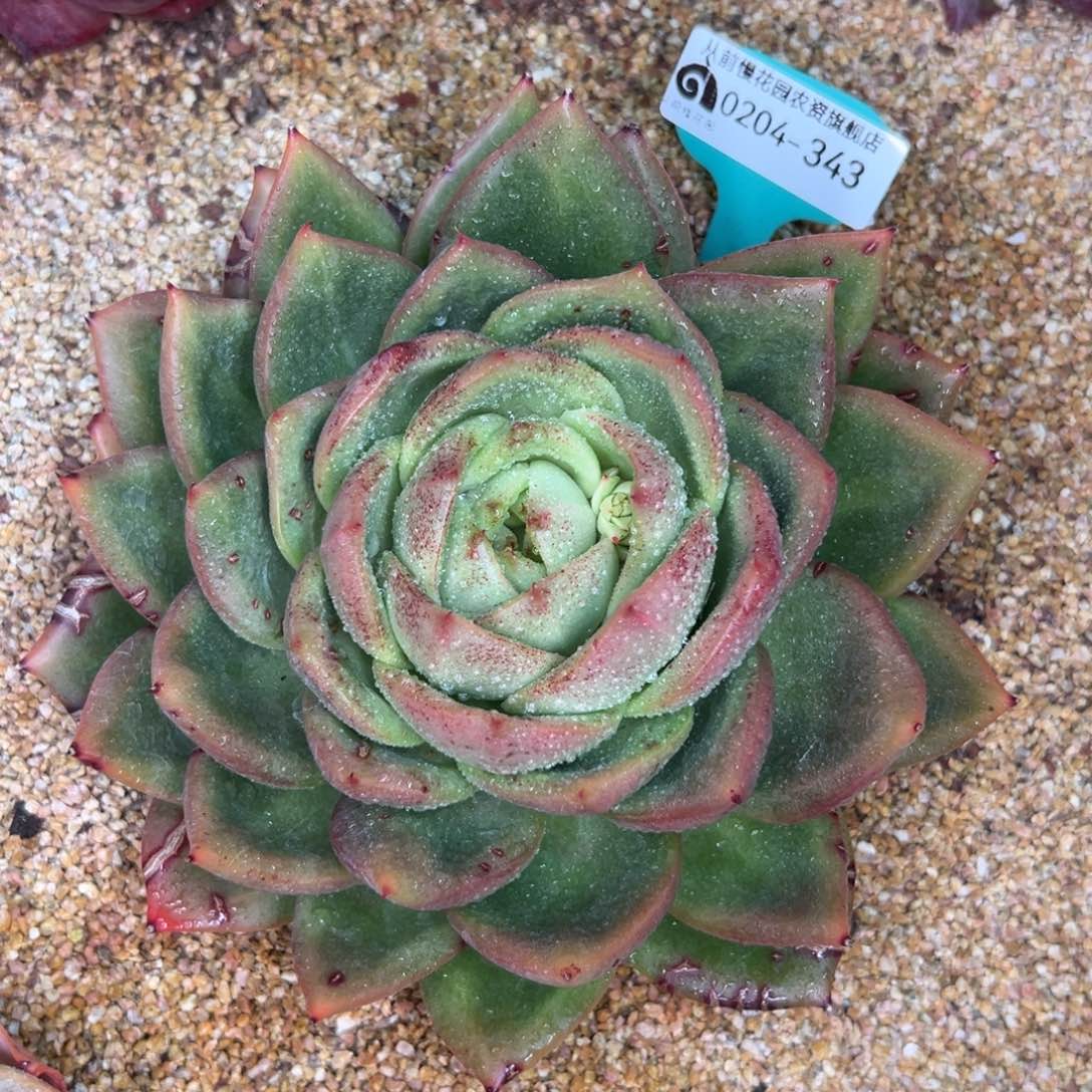 多肉一物一拍0204-343