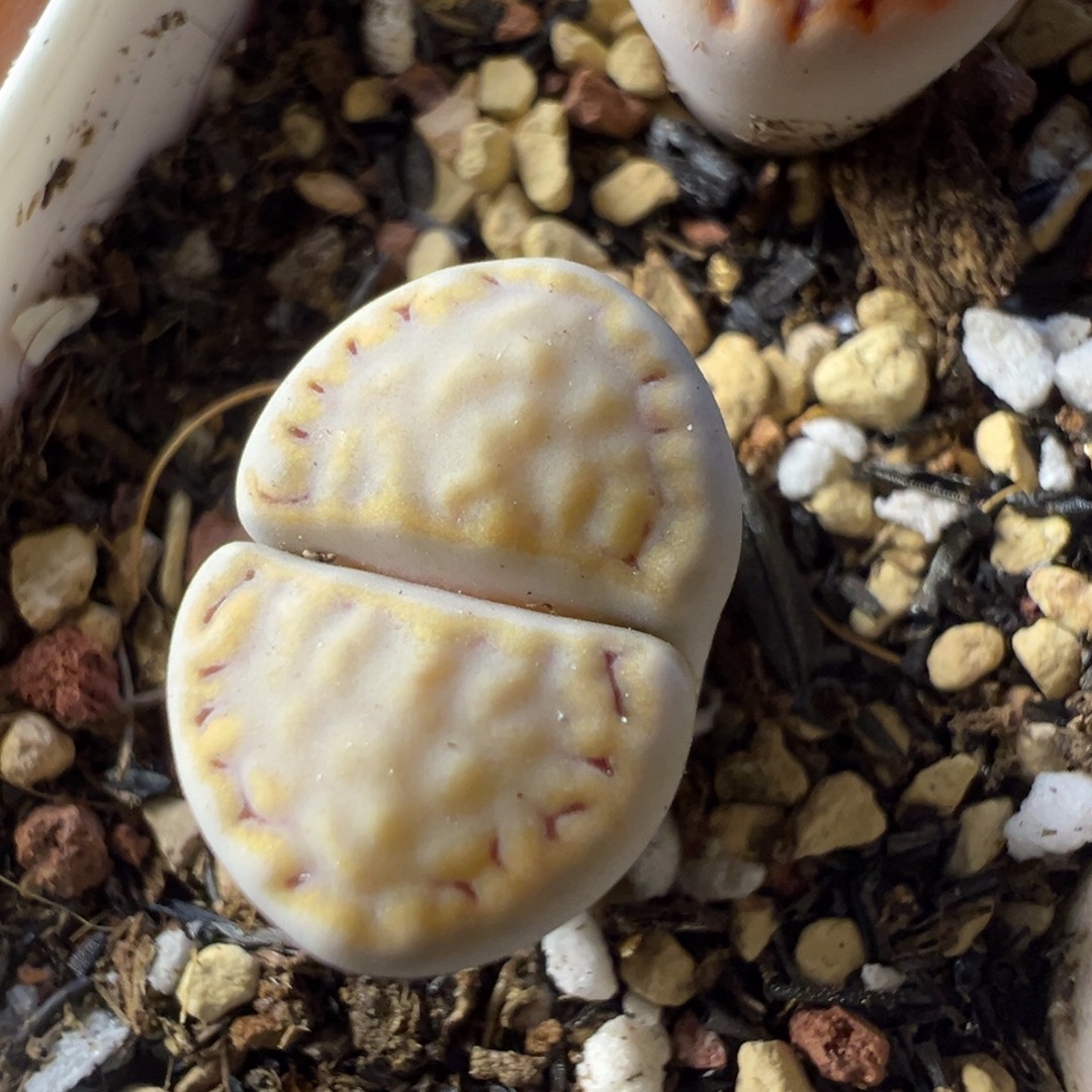 216饼干母本一物一拍