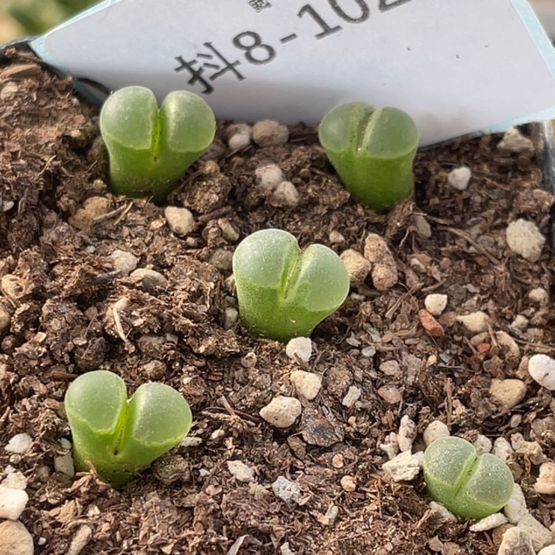 8-102极窗风铃肉锥