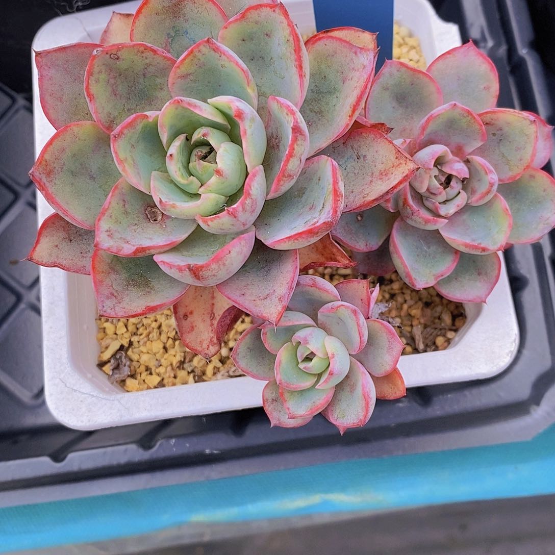 夜**兰1166多肉植物老桩
