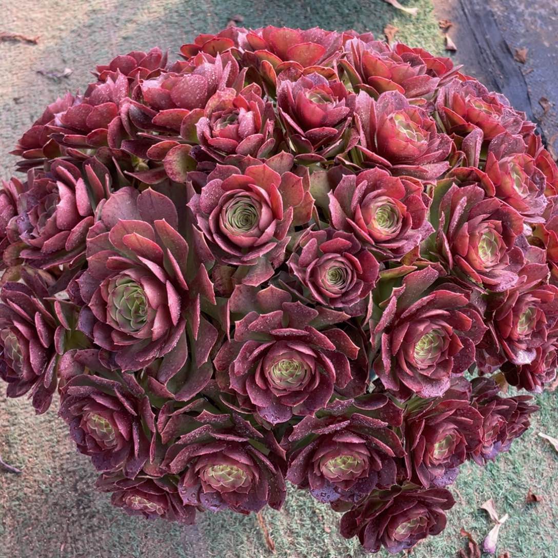 572沙拉碗朵朵精品法师多肉