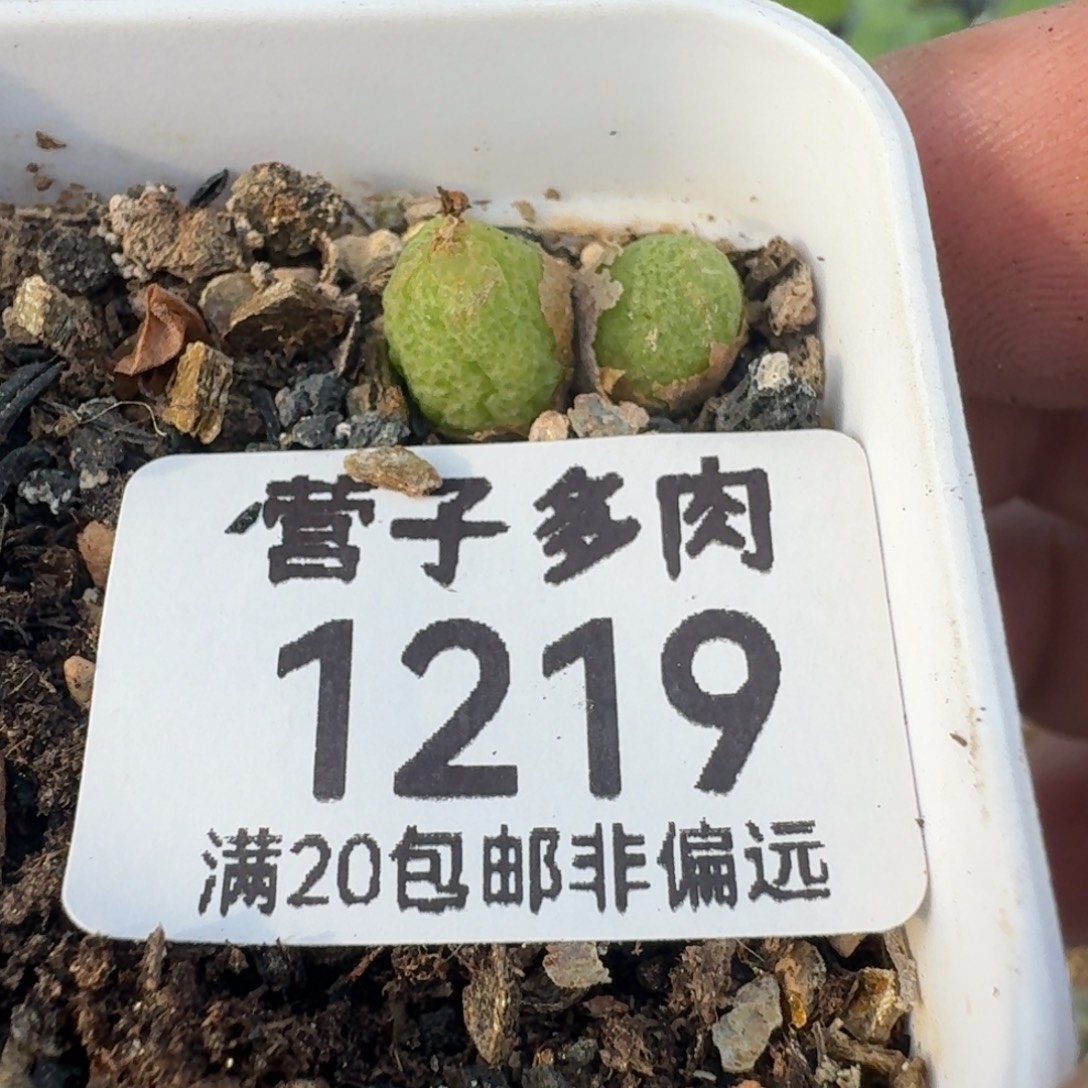 玉米双头带盆土。             