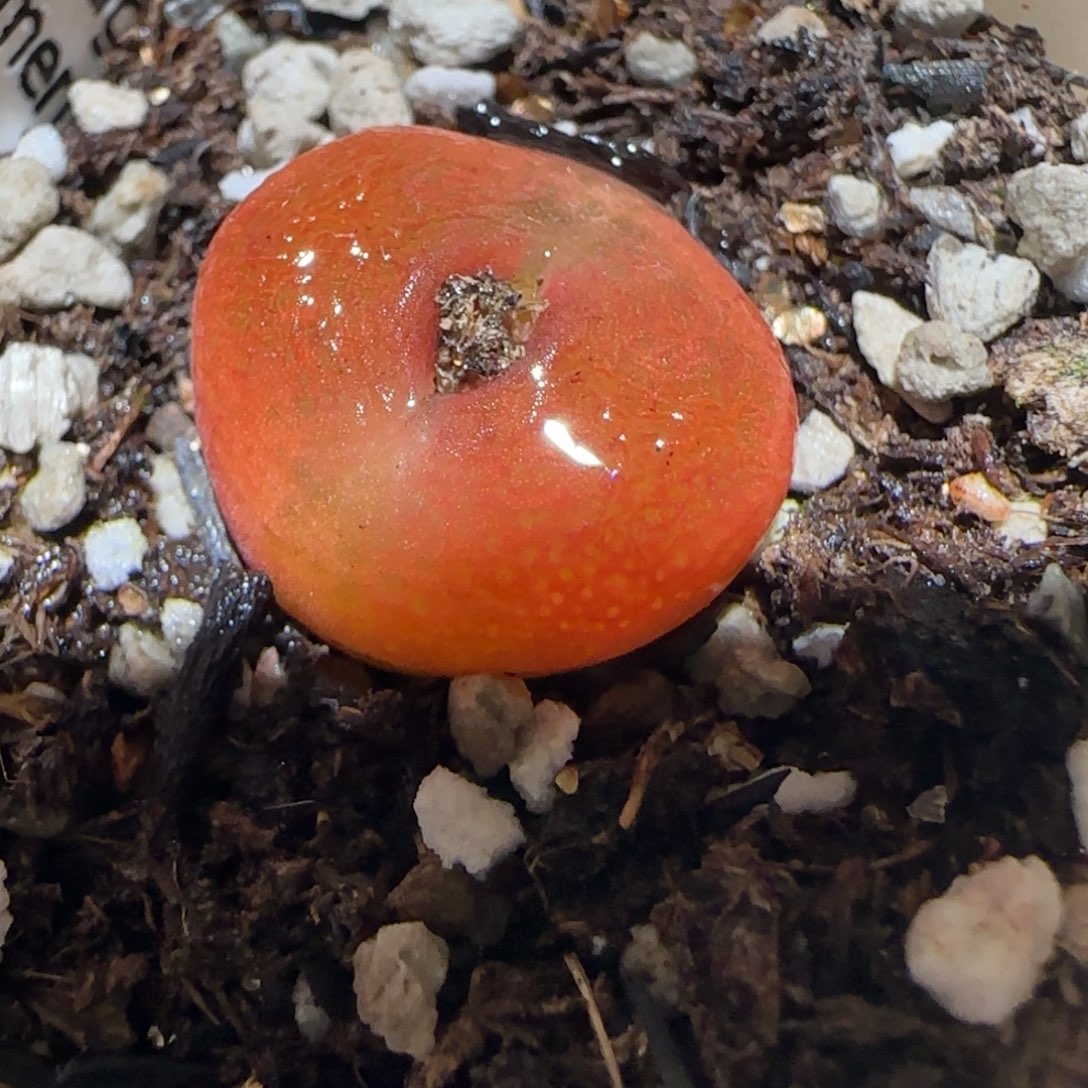 肉锥多肉植物百科-水蜜桃1087