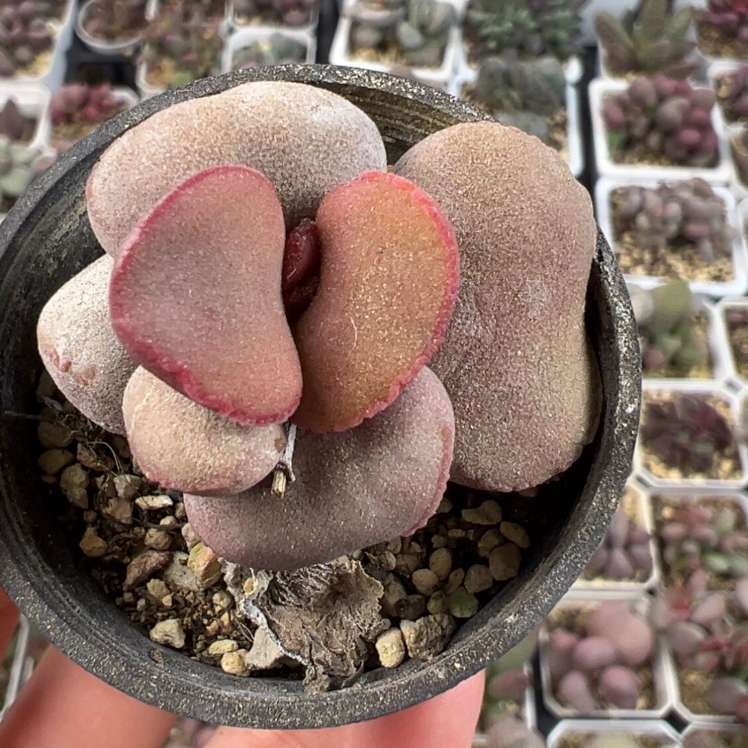 白肌红蛋单头纯木质桩多肉