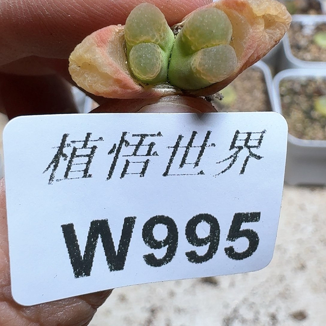 995号多肉植物哇f