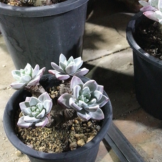 苹果叶仙女棒仙女棒