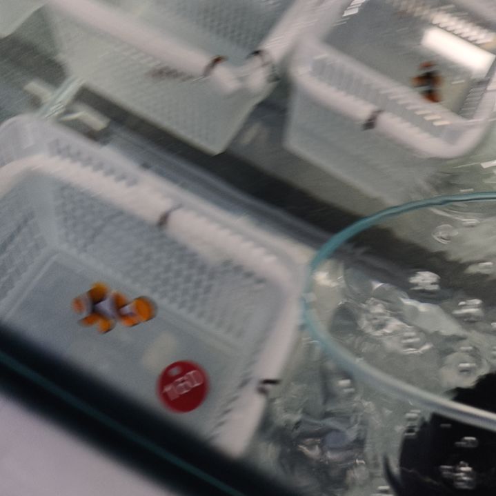 海水鱼160号黑背心，216号黑背心，336号公子