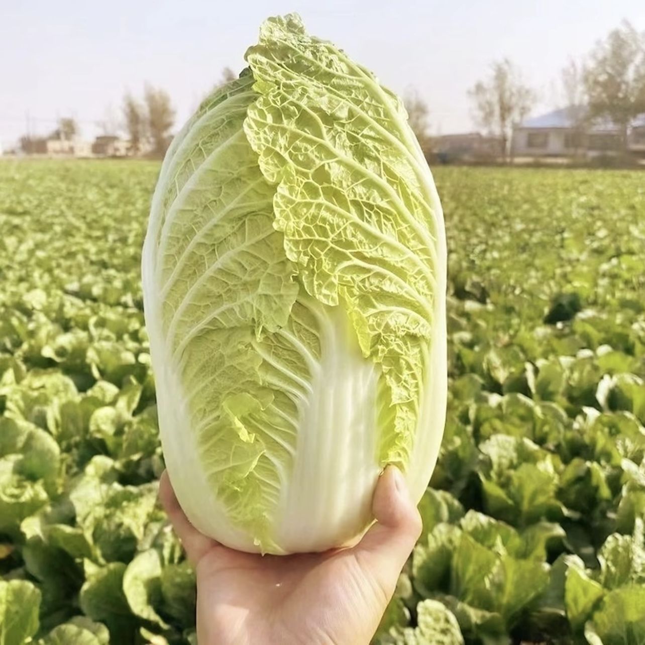 河南农家自种娃娃菜露天种植蔬菜现摘