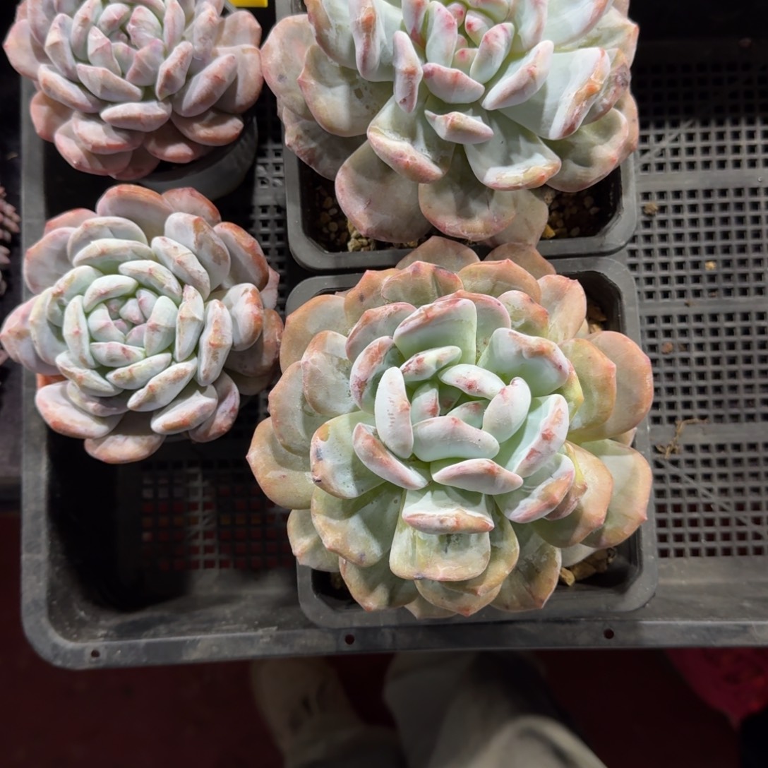 鲸***王星影单头石化一物一拍47