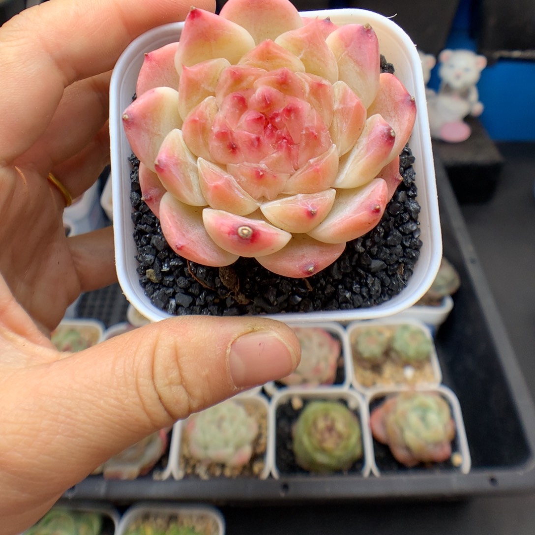 多肉。   冰魄。   18