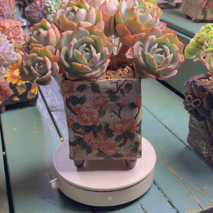凤橙朵朵无砍自然群