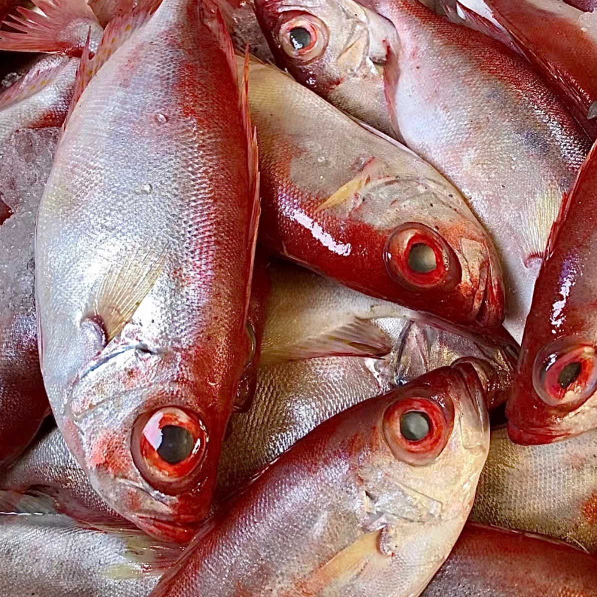 汕尾本港双拖红目鲢/大眼鸡，肉嫩无小刺