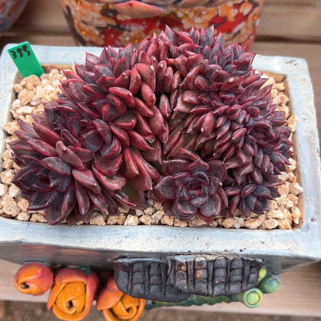 黑曼巴朵朵缀化多肉