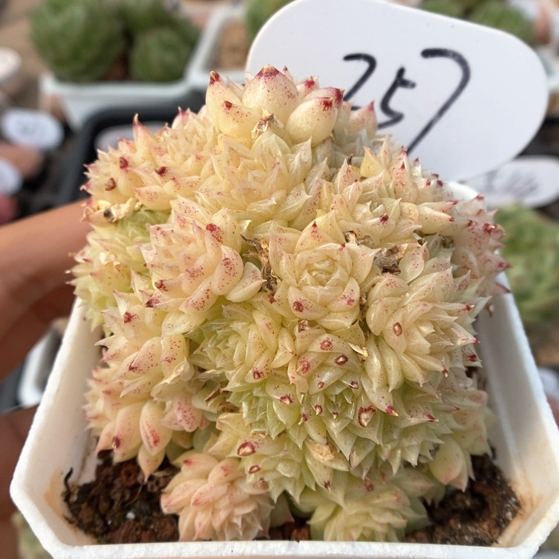 定繁麦秆群生357号。      