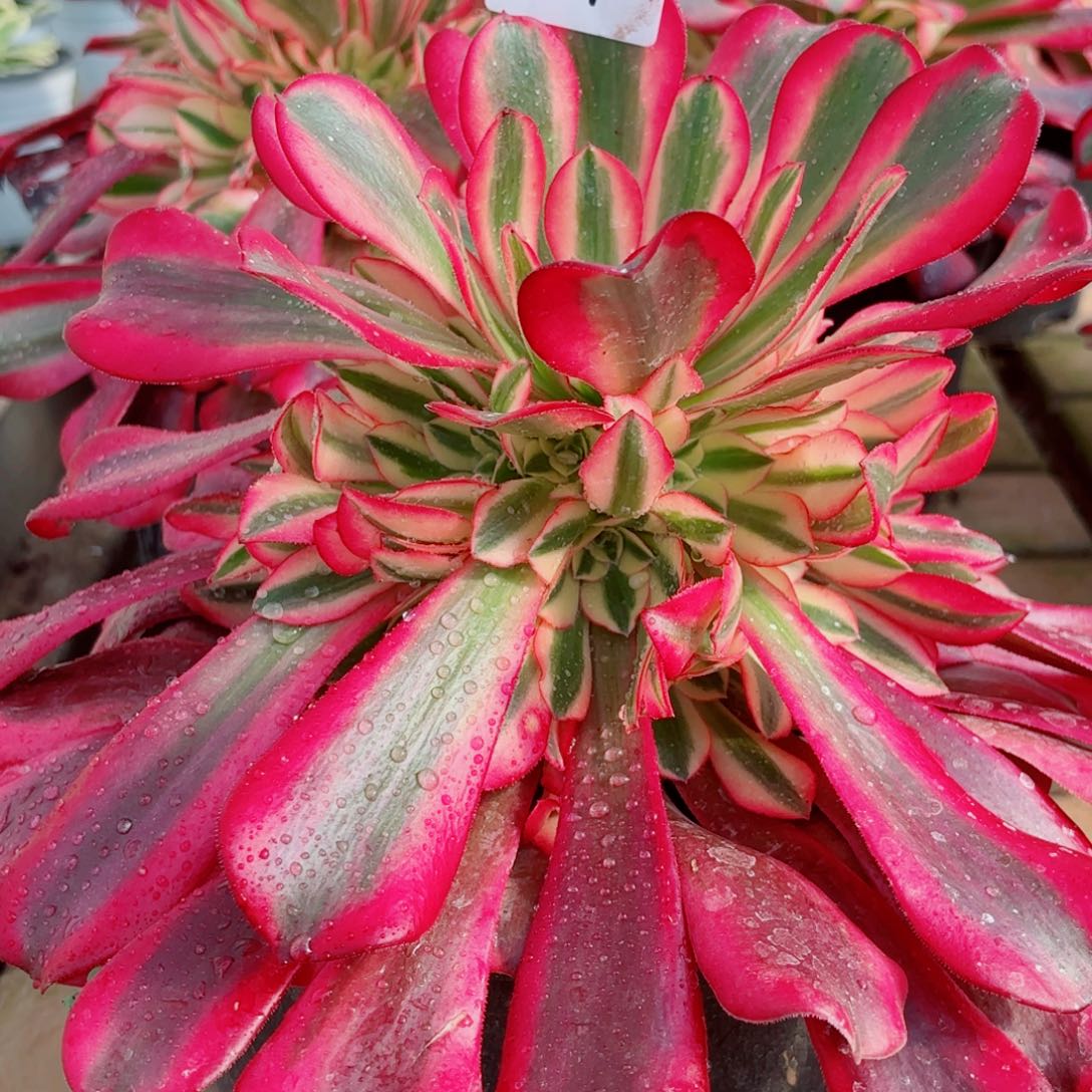 一物一拍多肉法师21