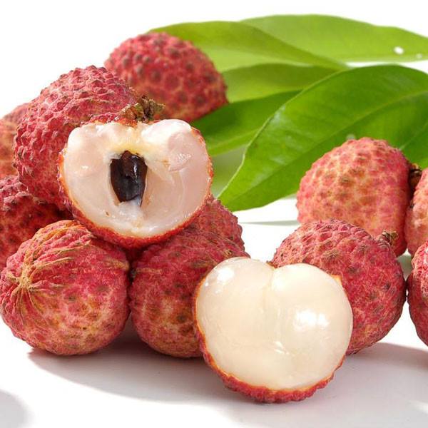 SIVON/喜言精品四季嫁接荔枝苗直播间一物一拍