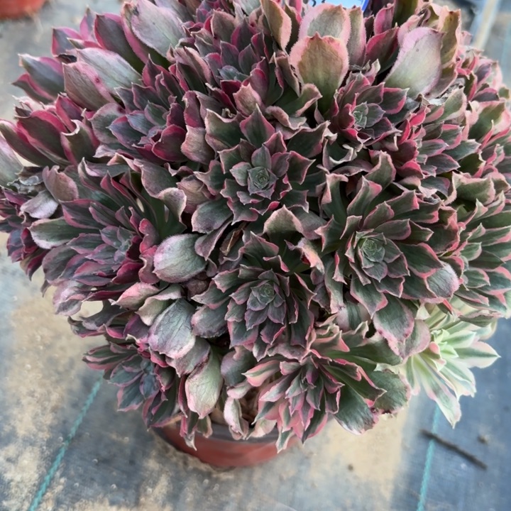 雨****青丝多肉断枝不包53