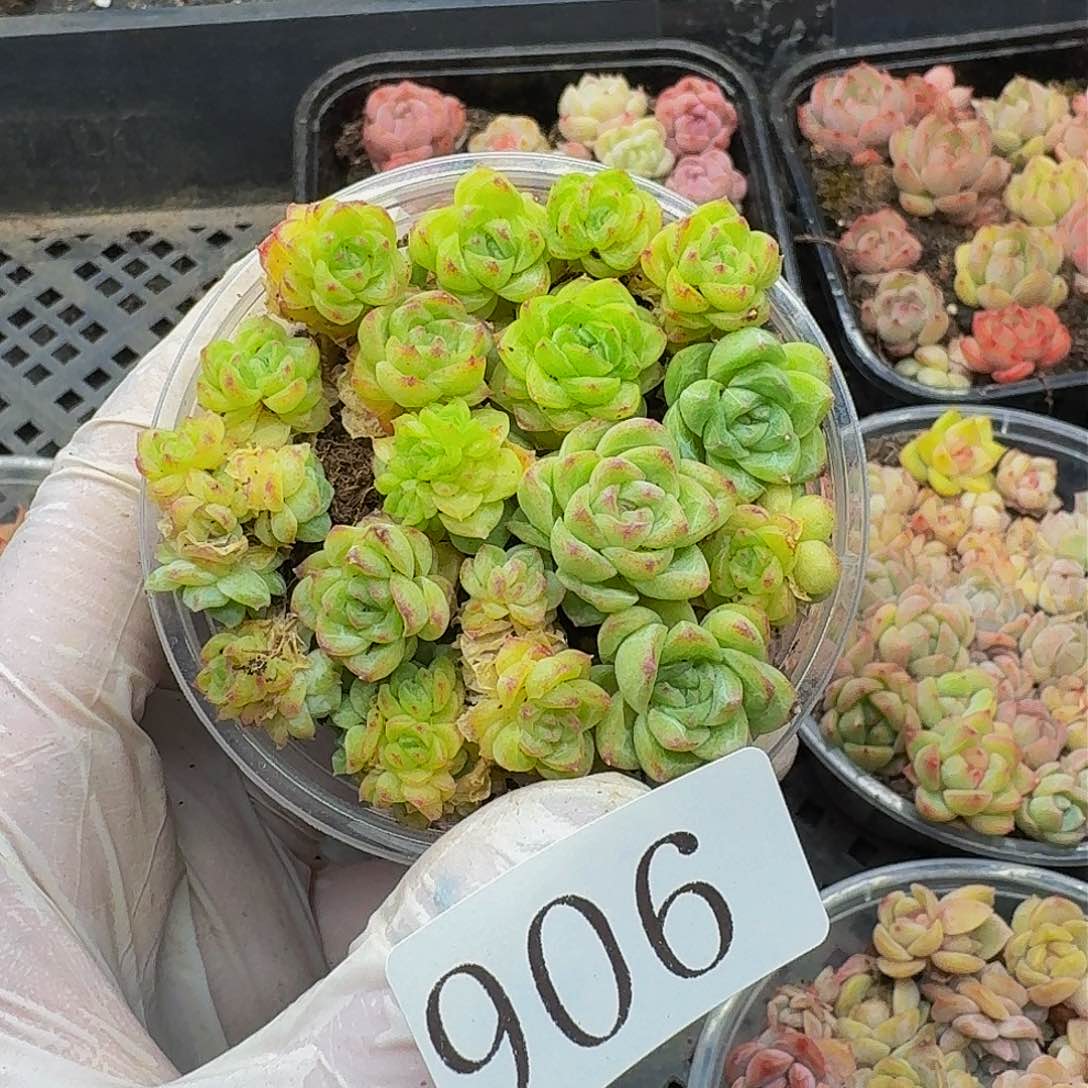 多肉植物多肉植物906