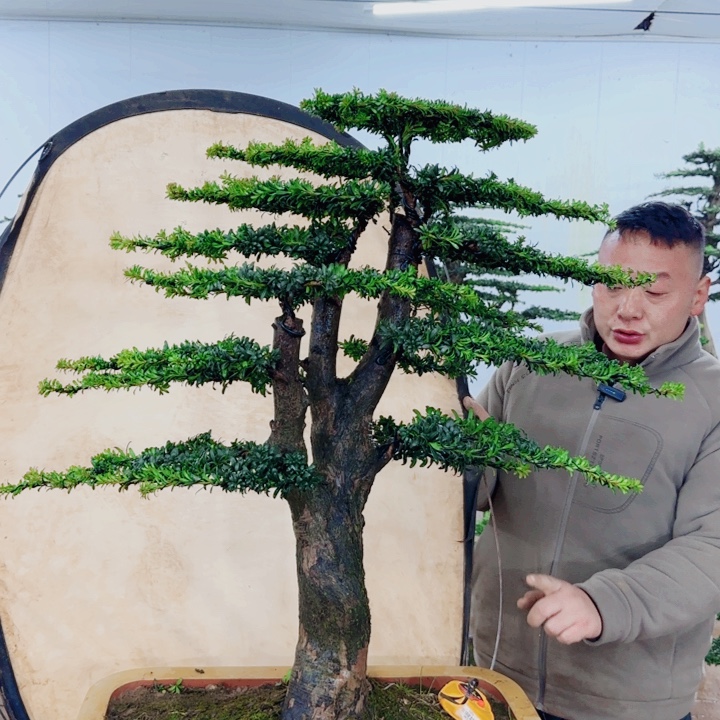 无花朵盆景园林……