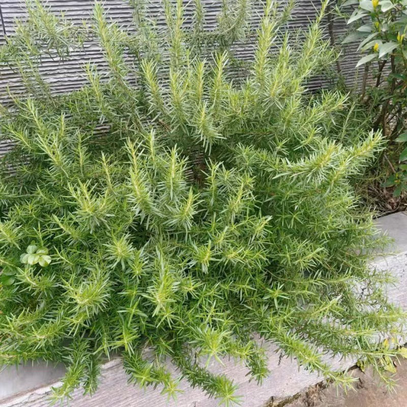 迷迭香盆栽苗 庭院阳台香草植物多年生耐寒耐热好养西餐料理