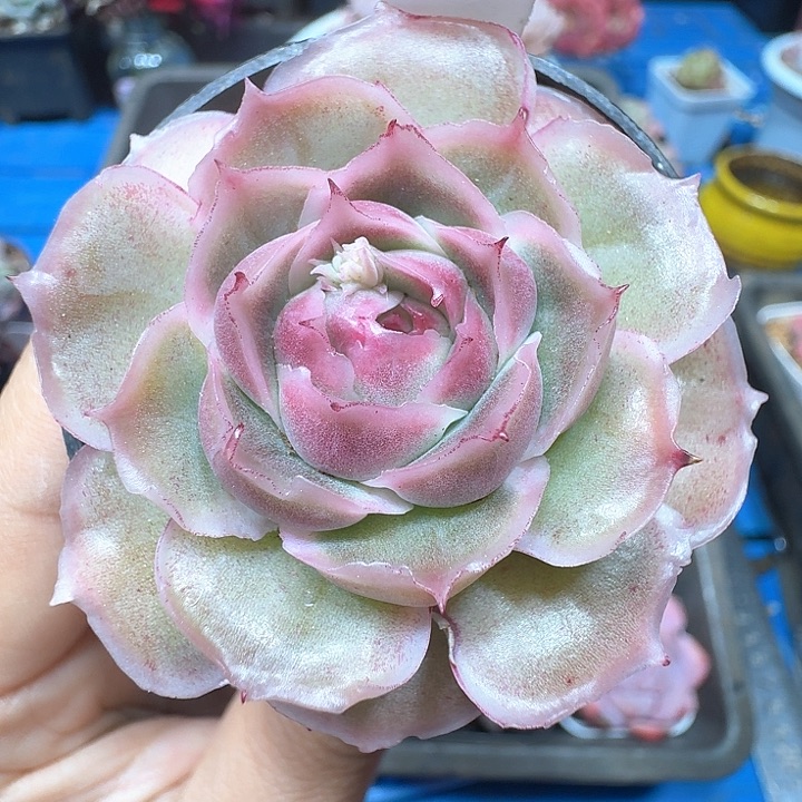 水晶虾饺多肉植物10