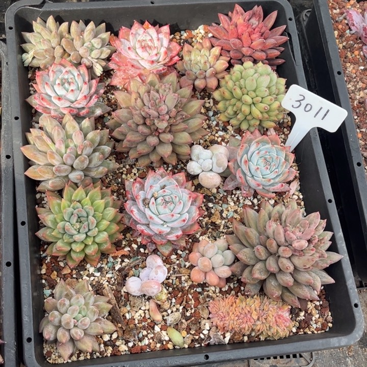 水***73011多肉58,888,08888800