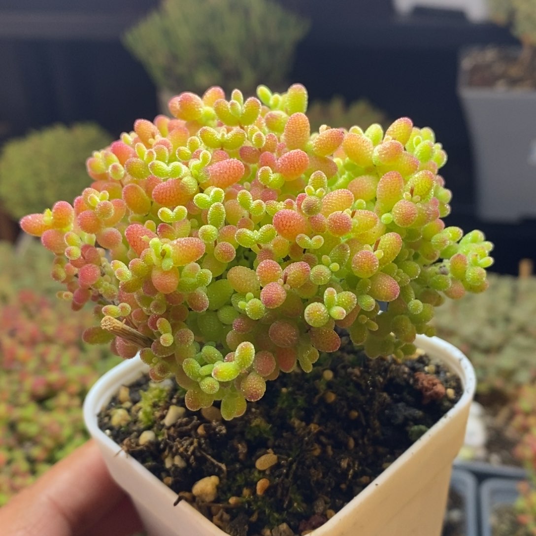 157号蜜橘糖球枝干多肉