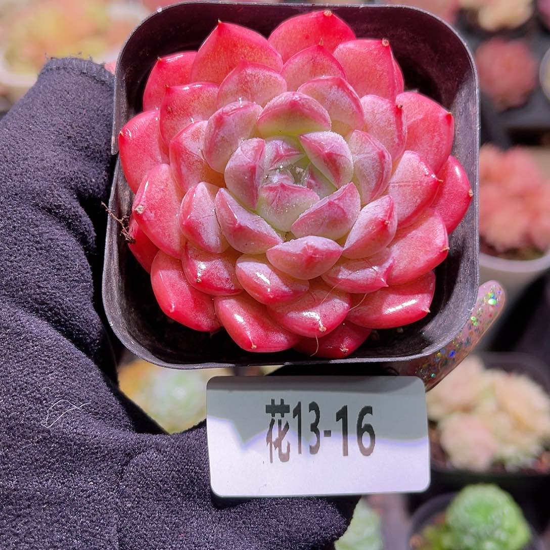 花利美13-16白桃汽水