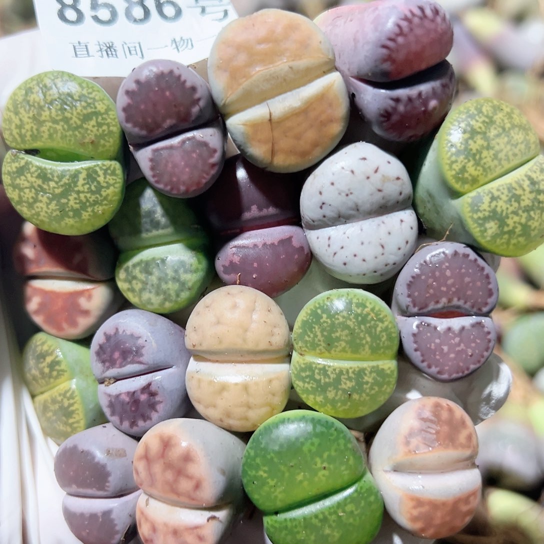 8586 好养易活生石花大母本18个