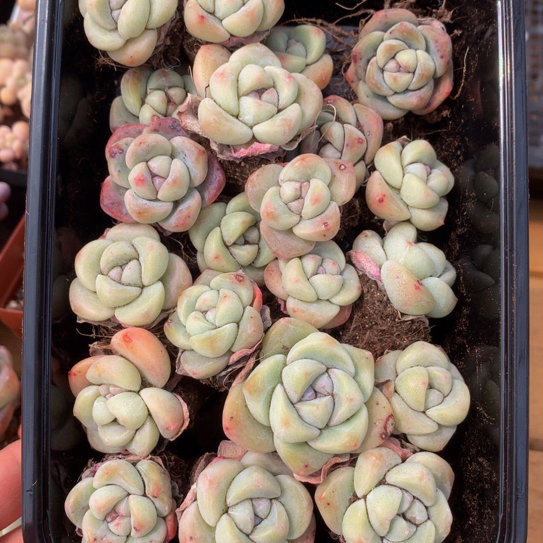 精品冰玉小单头40颗