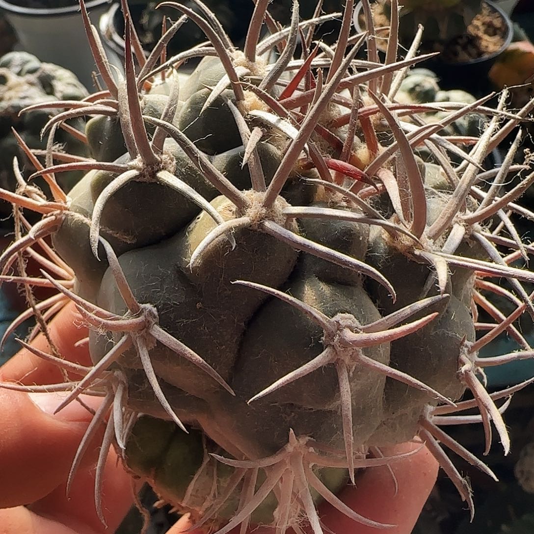 摩天龙080仙人球开花