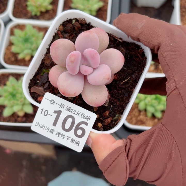 桃蛋无盆土发货多