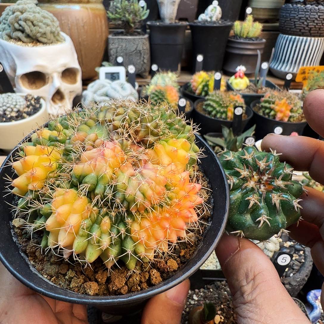 皮***。翠晃冠锦加猫爪圆盘